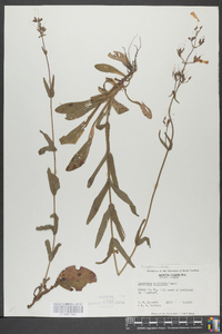 Penstemon australis image