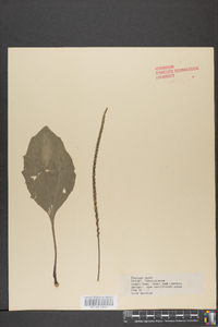 Plantago major image