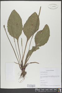 Plantago rugelii image