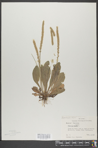 Plantago rugelii image