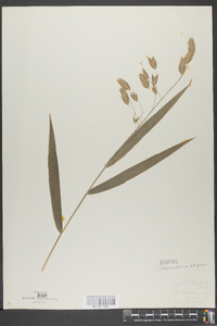 Chasmanthium latifolium image