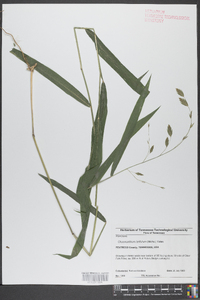 Chasmanthium latifolium image