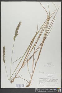 Calamagrostis cinnoides image