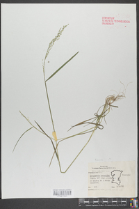 Eragrostis minor image