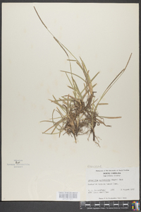 Eremochloa ophiuroides image