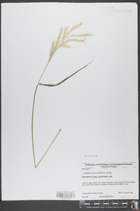 Saccharum alopecuroides image