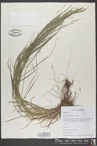 Festuca obtusa image