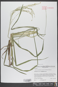 Glyceria canadensis var. laxa image