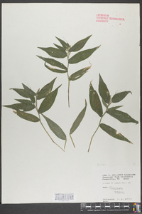 Panicum boscii image