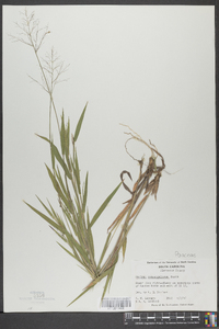 Panicum consanguineum image