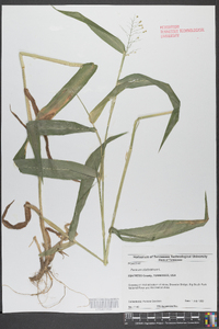 Panicum clandestinum image