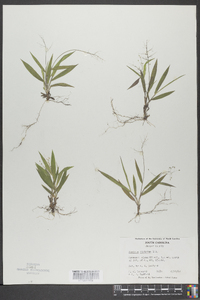 Panicum ciliatum image