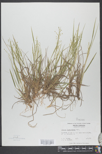 Panicum depauperatum image