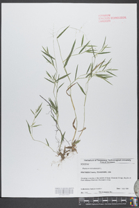 Panicum dichotomum image