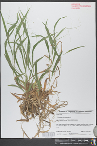 Panicum dichotomum image