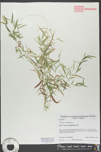 Panicum dichotomum image