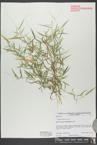 Panicum dichotomum image