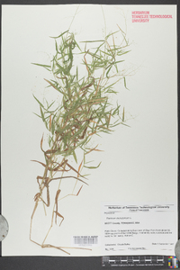 Panicum dichotomum image