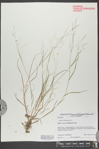 Panicum dichotomum image