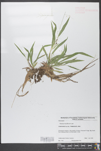 Panicum laxiflorum image