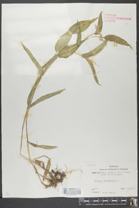 Panicum latifolium image