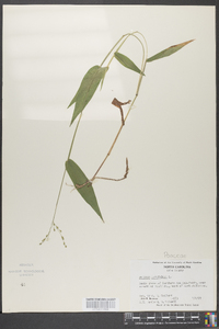 Panicum latifolium image