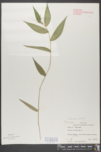 Panicum latifolium image