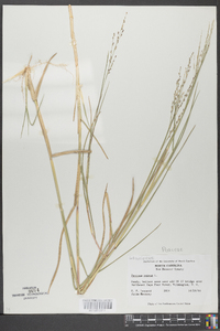 Panicum repens image