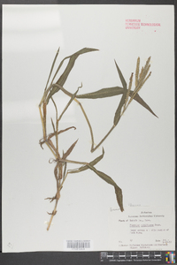 Paspalum pubiflorum image