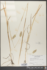 Phalaris caroliniana image