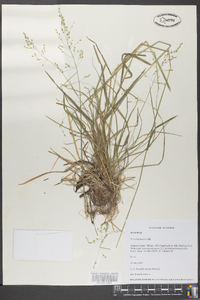 Poa autumnalis image