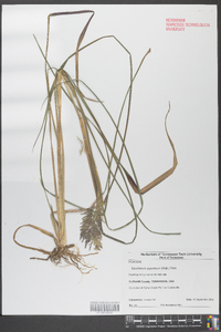 Saccharum giganteum image