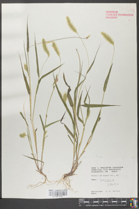 Pennisetum glaucum image