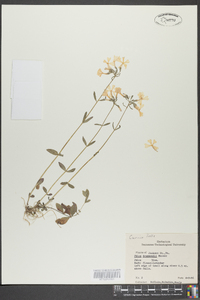 Phlox drummondii image