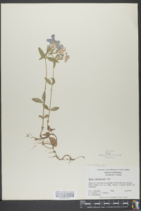 Phlox stolonifera image