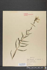 Phlox maculata image