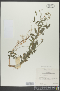 Polemonium reptans image