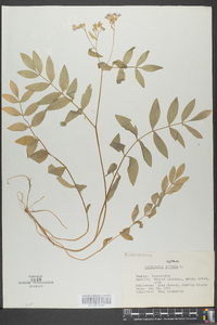 Polemonium reptans image