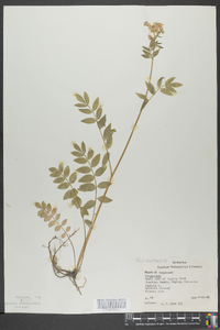 Polemonium reptans image