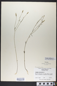 Polygala verticillata image