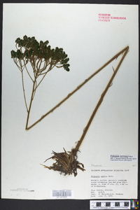 Polygala cymosa image