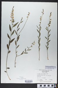 Polygala grandiflora image