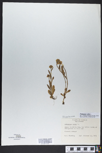 Polygala lutea image