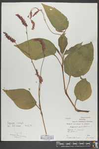 Persicaria orientalis image