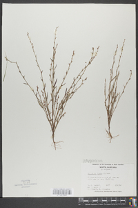 Polygonum tenue image