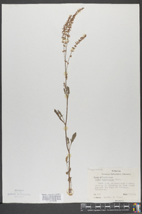 Rumex hastatulus image