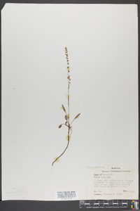 Rumex pallidus image