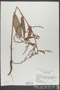 Rumex pulcher image