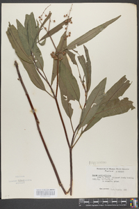 Rumex verticillatus image