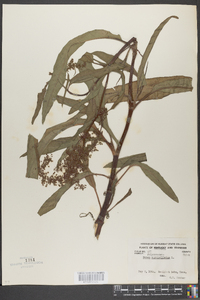 Rumex verticillatus image